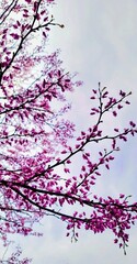 redbud tree in bloom