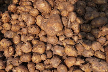 Potatoes are piled up for selling in the village market