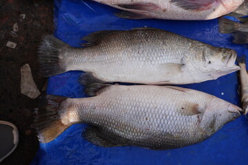 Barramundi, the Asian seabass fish in close up