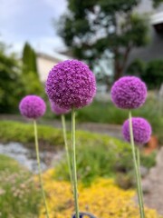 In Bloom 2