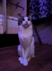 A domestic cat sits on the floor and looks curiously to the side.