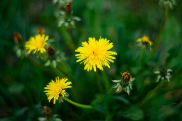 Bright yellow dandelions bloom amid lush green grass in spring garden