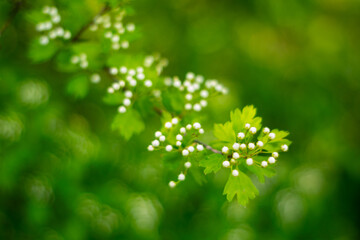 Delicate white blossoms bloom on lush green branches during springtime