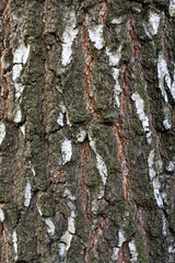 Detailed close-up of tree bark showcasing texture and natural patterns