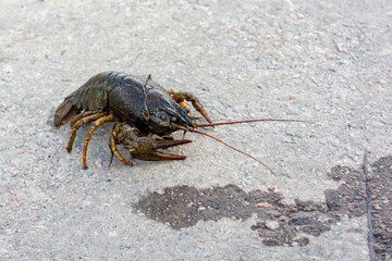 Crawfish traverses pavement in urban environment during daytime