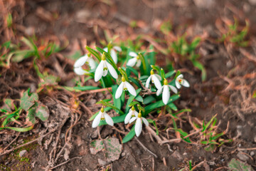 Snowdrop flowers bloom on a warm spring day in a natural setting