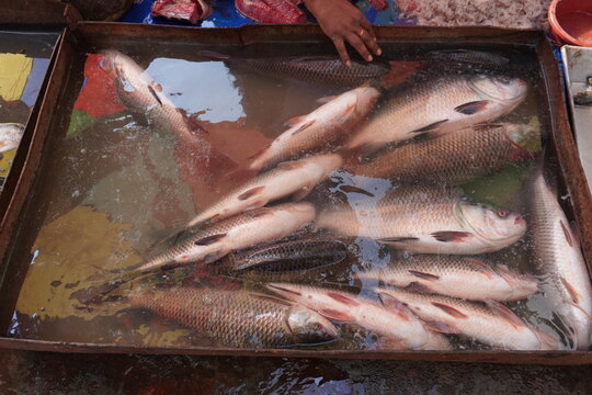 Rohu and catla fish have been stored in water in a huge pot in the fish market