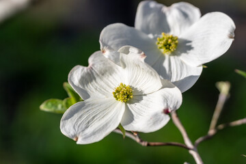 Dogwood white flowers