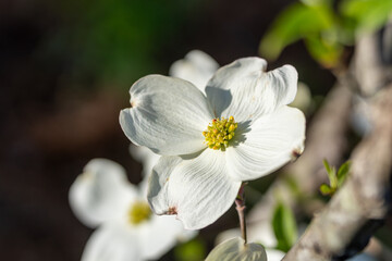 Dogwood white flowers