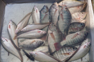 Tilapia and river foli fish in the fish market