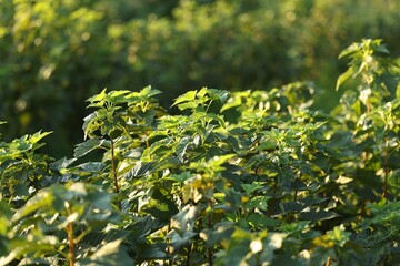 Green currant bushes growing outdoors on sunny day