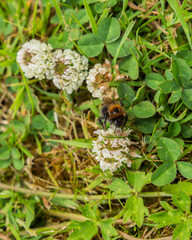 Bumblebee Collecting Nectar from White Clover Flower Growing in Garden Lawn