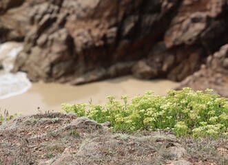 moss and Crithmum maritimum on stone
