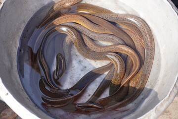Asian swamp eel kept in a water pot