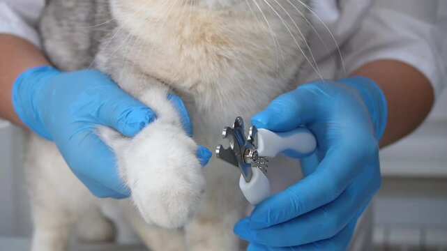 Professional groomer clipping cat's claw with precision in veterinary care