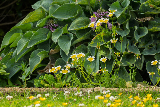 Hosta with Blue Flowers and Yellow and White Poached Egg Plant Flowers in Garden Border with Lawn with Daisy, Buttercup and Clover