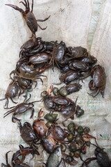 Freshwater crabs kept inside the sack