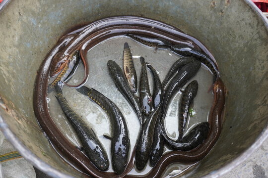 Snakehead murrel, asian eel fishes are found in the fish market