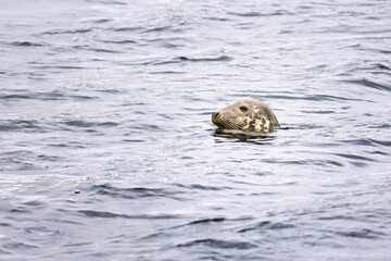 Fototapeta premium Grey Seal Head in Sea Water in Calm Harbour with Face Looking to Left