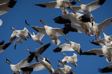 Snow Geese Flying