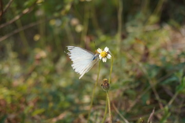 Ascia, type of butterfly is sitting on a tiny flower