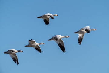 Snow Geese Flying against a blue sky background in rural Pennsylvania 