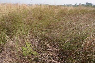 Wild sugarcane in close up with nature background 
