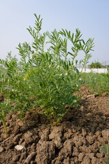 Lentil plant with tiny flowers in close up