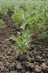 Lentil plant in close up with its flower