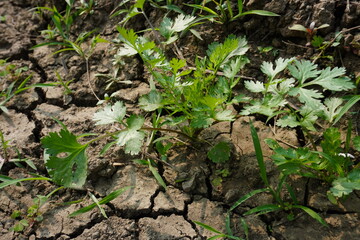 Tiny coriander plant in close up on the agricultural field 