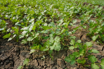 Coriander has been planted in the agricultural field