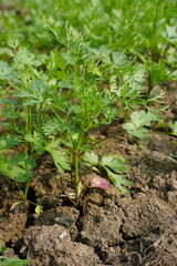 Fresh green coriander plant is in close up with a blurry background 