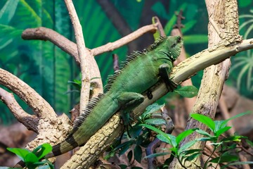 a marsh agama sitting on a branch