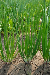 Onion plants are planted in the agricultural field, spring onion