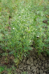 Lentil plants with its tiny flowers in close up with a blurry background 