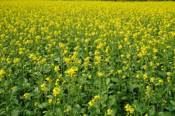 The yellow meadow is full of yellow mustard flowers in the plant