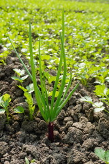 Onion plant in close up on the agricultural field