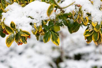 Snow-Covered Variegated Leaves with Berries. Close-up of variegated green and yellow leaves dusted with snow, featuring red berries against a blurred wintry background.