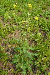 Mustard plant with its green leaves and yellow flowers