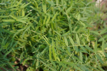 Common Vetch plants are planted in the meadow
