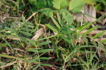 Vicia tetrasperma, commonly known lentil vetch or sparrow vetch