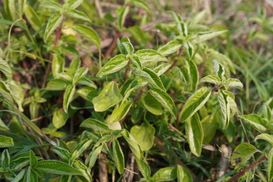 Marjoramis a cold-sensitive perennial herb or undershrub with sweet pine and citrus flavours