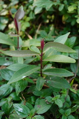 Viburnum propinquum plant found inside the bush