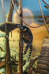 Fototapeta premium lemurs on a branch