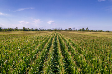 Beautiful aerial view of endless green agricultural field with crops on sunny and cloudy summer day. Flying over corn seedling field, harvest crops in the rural area countryside farm field.