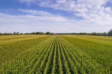 Agriculture. Leaves of corn seedling in sunny day. Corn plantation with green lush in field and farming of maize plants. Maize farm and harvest.