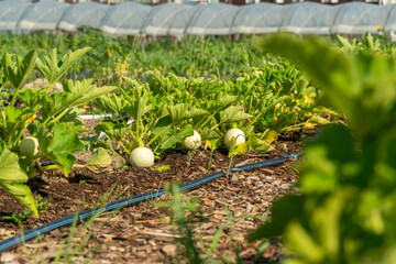 Organic vegetable community garden with pumpkin in summer. Seasonal planting in small urban farm in the middle of neighbourhood. Organic urban garden in the park at full growth.