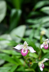 Colorful Wildflowers in bloom in Springtime