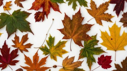 Fototapeta premium A collection of maple leaves in various colors and styles, with natural backgrounds, isolated on a white background