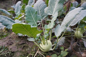 Kohlrabi, turnip cabbage with its green long leaves